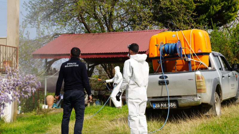 Piraziz’de Kahverengi Kokarca ile Mücadele Sürüyor